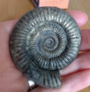 free days out fossil hunting